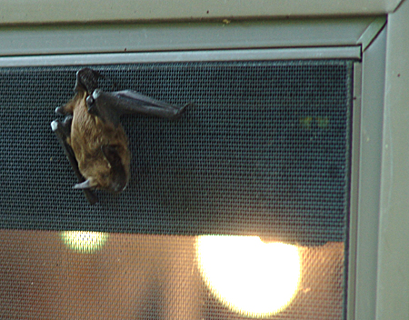 Holy batshit, Robin. Is that a man, a woman, or what? That's it. I am not ever coming out in daylight ever again.