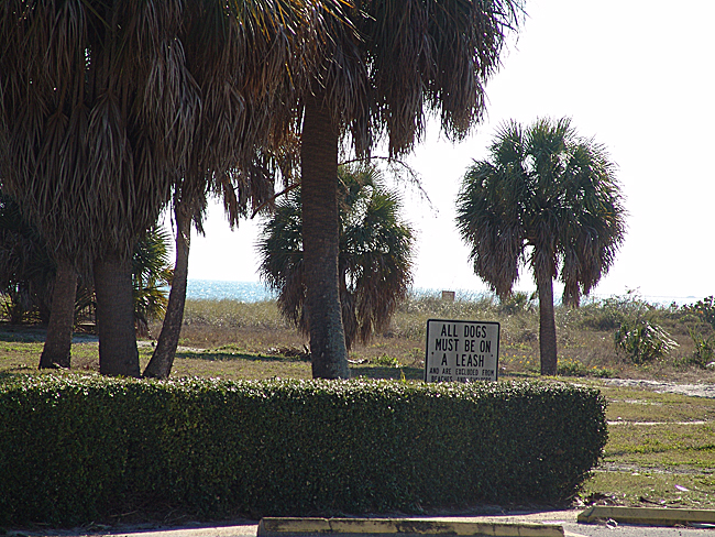 Actually, this is near the dog beach where your puppy may run wild.